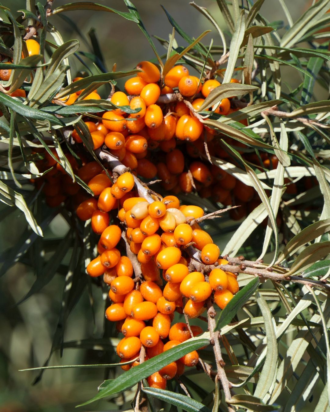 Aceite de espino amarillo